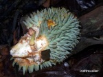 http://lostborneo.files.wordpress.com/2009/05/wild-durian-rdc-20081128-06.jpg?w=150&h=112