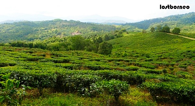 Sabah Tea Garden